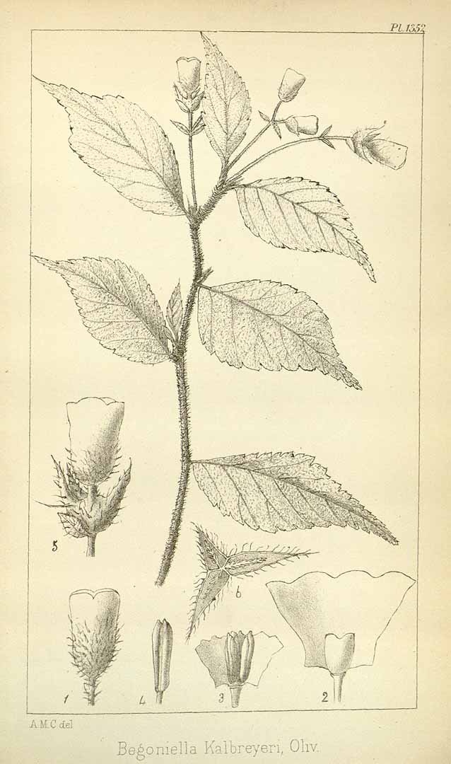 B. kalbreyeri var. kalbreyeri